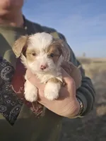 Tulip, a female Pembroke Welsh Corgi for sale in Boise, ID – Photo 1 of 2