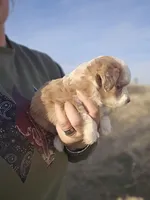 Tulip, a female Pembroke Welsh Corgi for sale in Boise, ID – Photo 2 of 2