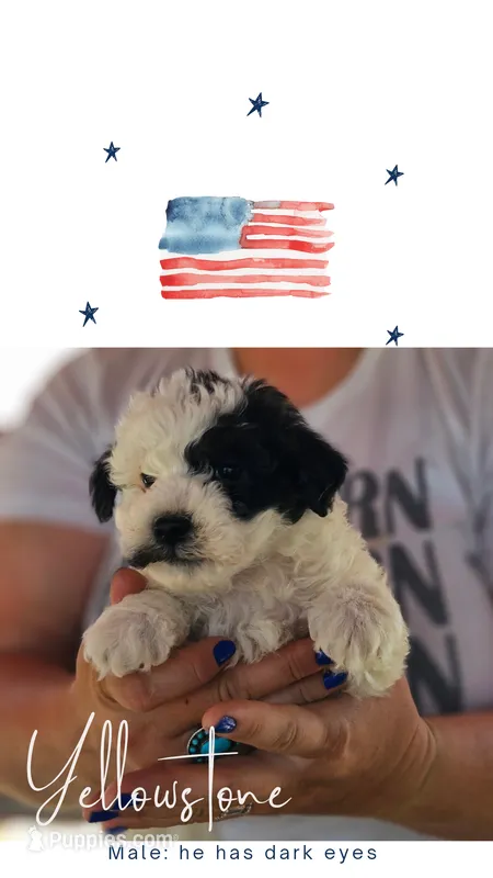 Yellowstone – Poodle - Miniature , Miniature Aussiedoodle puppy for sale in Boise, ID