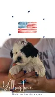 Yellowstone, a male Poodle - Miniature  and Miniature Aussiedoodle for sale in Boise, ID – 1 of 3