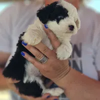 Glacier, a male Poodle - Miniature  and Miniature Aussiedoodle for sale in Boise, ID – 2 of 4