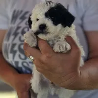 Yellowstone, a male Poodle - Miniature  and Miniature Aussiedoodle for sale in Boise, ID – 2 of 3