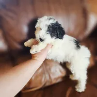 Yellowstone, a male Poodle - Miniature  and Miniature Aussiedoodle for sale in Boise, ID – 2 of 5