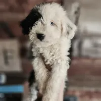 Glacier, a male Poodle - Miniature  and Miniature Aussiedoodle for sale in Boise, ID – 2 of 5