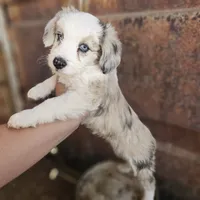 Millie, a female Pembroke Welsh Corgi and Miniature Aussiedoodle for sale in Boise, ID – 1 of 3