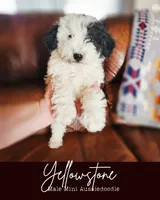 Yellowstone, a male Poodle - Miniature  and Miniature Aussiedoodle for sale in Boise, ID – 1 of 5