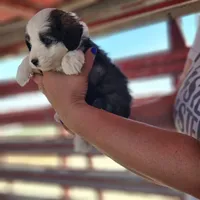 Jasper, a male Poodle - Miniature  and Miniature Aussiedoodle for sale in Boise, ID – 3 of 4