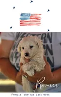 Rainier, a female Poodle - Miniature  and Miniature Aussiedoodle for sale in Boise, ID – 2 of 3