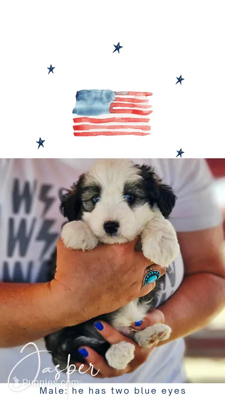 Jasper – Poodle - Miniature , Miniature Aussiedoodle puppy for sale in Boise, ID