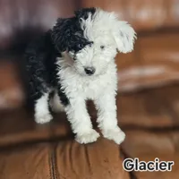 Glacier, a male Poodle - Miniature  and Miniature Aussiedoodle for sale in Boise, ID – 3 of 5