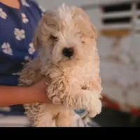 Zeus, a male Poodle - Toy  and Miniature Aussiedoodle for sale in Boise, ID – 1 of 3
