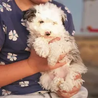 Loki, a male Poodle - Toy  and Miniature Aussiedoodle for sale in Boise, ID – 2 of 3