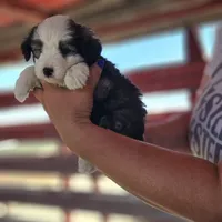 Jasper, a male Poodle - Miniature  and Miniature Aussiedoodle for sale in Boise, ID – 2 of 4