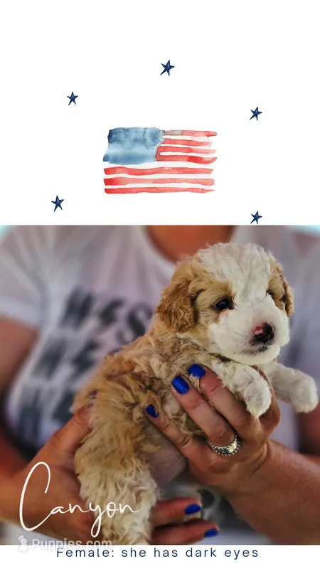 Canyon – Poodle - Miniature , Miniature Aussiedoodle puppy for sale in Boise, ID