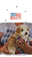 Canyon, a female Poodle - Miniature  and Miniature Aussiedoodle for sale in Boise, ID – 1 of 3