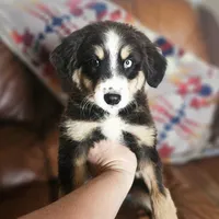 Todd, a male Pembroke Welsh Corgi and Miniature Australian Shepherd for sale in Boise, ID – 2 of 2