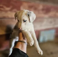 processed/c167a332-0da8-41c6-97dc-a945d9837a6f/listing/905d47a6-3e9a-436f-9b9e-0f77fc363c40/03fef6f7-e019-4b13-92a3-1b06b394b912