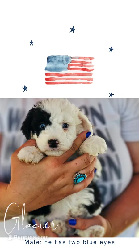 Glacier – Poodle - Miniature , Miniature Aussiedoodle puppy for sale in Boise, ID
