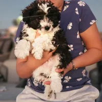 Thor, a male Poodle - Toy  and Miniature Aussiedoodle for sale in Boise, ID – 3 of 3