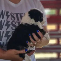 Denali, a male Poodle - Miniature  and Miniature Aussiedoodle for sale in Boise, ID – 3 of 3