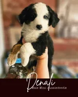 Denali, a male Poodle - Miniature  and Miniature Aussiedoodle for sale in Boise, ID – 1 of 5