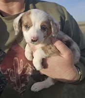 Violet, a female Pembroke Welsh Corgi for sale in Boise, ID – Photo 2 of 2