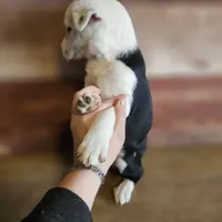 processed/c167a332-0da8-41c6-97dc-a945d9837a6f/listing/b421097f-916b-4bbb-b0cf-0049a92e28ba/18e47ab6-b777-4d0f-868c-38e2218dd346