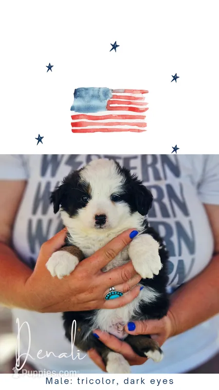 Denali – Poodle - Miniature , Miniature Aussiedoodle puppy for sale in Boise, ID