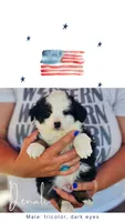 Denali, a male Poodle - Miniature  and Miniature Aussiedoodle for sale in Boise, ID – 1 of 3