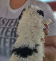 Yellowstone, a male Poodle - Miniature  and Miniature Aussiedoodle for sale in Boise, ID – 3 of 3