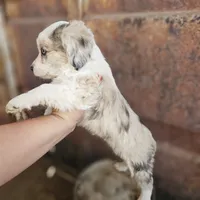Millie, a female Pembroke Welsh Corgi and Miniature Aussiedoodle for sale in Boise, ID – 3 of 3