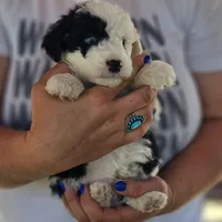 Glacier, a male Poodle - Miniature  and Miniature Aussiedoodle for sale in Boise, ID – 4 of 4