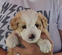 Canyon, a female Poodle - Miniature  and Miniature Aussiedoodle for sale in Boise, ID – 2 of 3