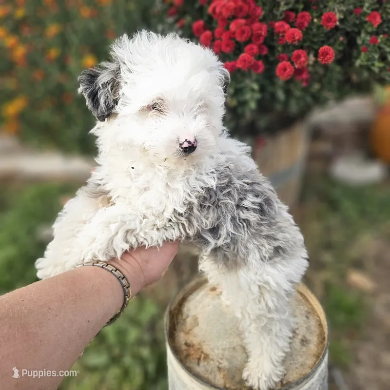 Loki – Poodle - Toy , Miniature Aussiedoodle puppy for sale in Boise, ID