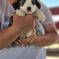 Jasper, a male Poodle - Miniature  and Miniature Aussiedoodle for sale in Boise, ID – 4 of 4