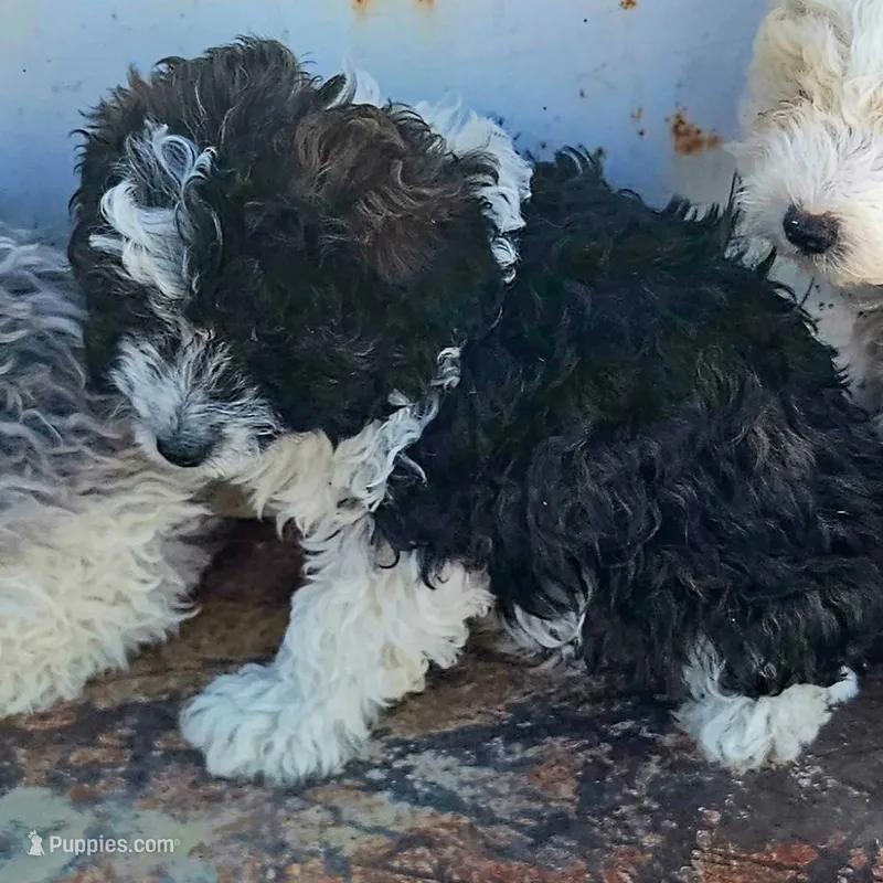 Thor, a male Poodle - Toy  and Miniature Aussiedoodle for sale in Boise, ID – 1 of 3