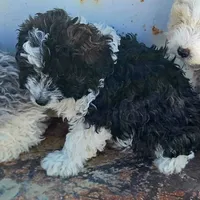 Thor, a male Poodle - Toy  and Miniature Aussiedoodle for sale in Boise, ID – 1 of 3