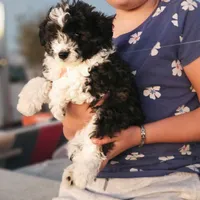 Thor, a male Poodle - Toy  and Miniature Aussiedoodle for sale in Boise, ID – 2 of 3