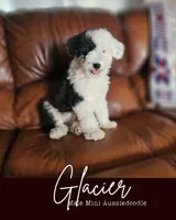 Glacier, a male Poodle - Miniature  and Miniature Aussiedoodle for sale in Boise, ID – 1 of 5