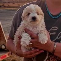 Zeus, a male Poodle - Toy  and Miniature Aussiedoodle for sale in Boise, ID – 2 of 3