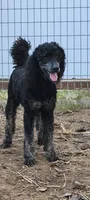 Black phantom girl , a female Poodle - Miniature  for sale in Canton, TX – 5 of 5