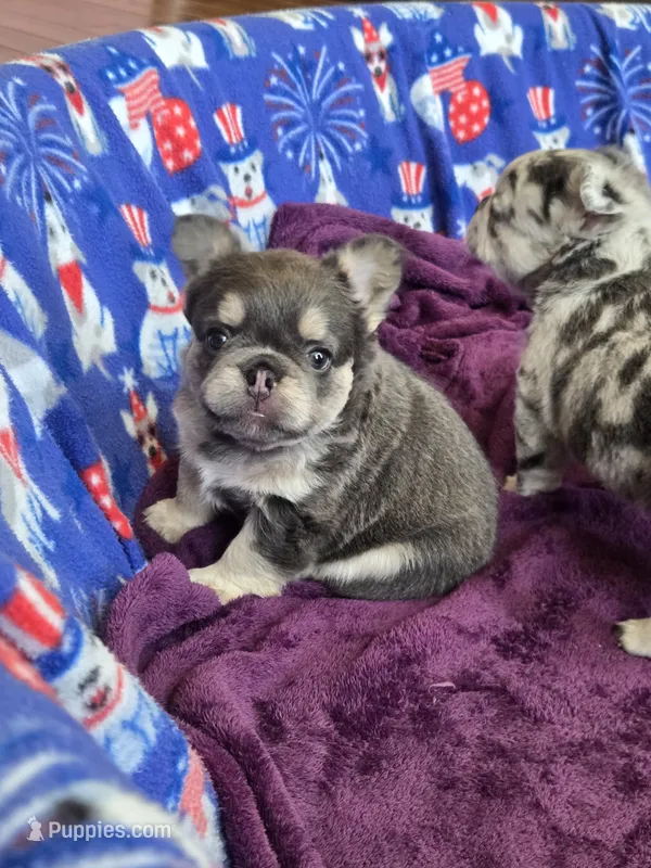 Fluffy blue/tan boy – French Bulldog puppy for sale in Canton, TX