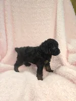 Black phantom girl , a female Poodle - Miniature  for sale in Canton, TX – 2 of 5