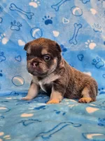 Fluffy Blue trindle girl , a female French Bulldog for sale in Canton, TX – 2 of 3
