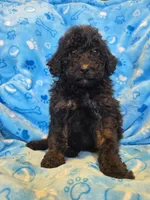 Little black boy, a male Miniature Goldendoodle for sale in Canton, TX – Photo 3 of 4