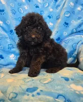Little black boy, a male Miniature Goldendoodle for sale in Canton, TX – Photo 1 of 4