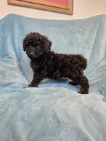 Small black phantom male , a male Poodle - Miniature  for sale in Canton, TX – 2 of 5