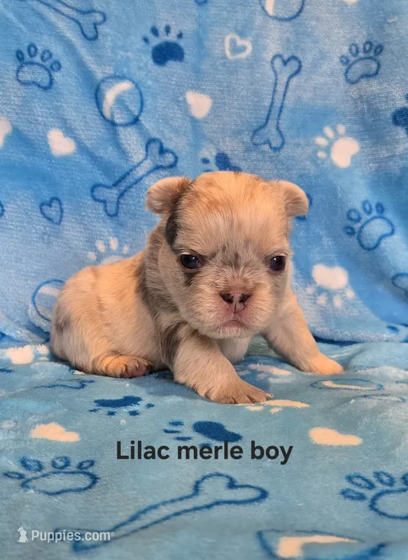 Fluffy lilac merle boy  – French Bulldog puppy for sale in Canton, TX