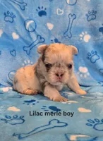 Fluffy lilac merle boy , a male French Bulldog for sale in Canton, TX – 1 of 3
