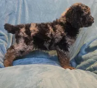 Blue eyed merle phantom , a male Poodle - Miniature  for sale in Canton, TX – 2 of 3